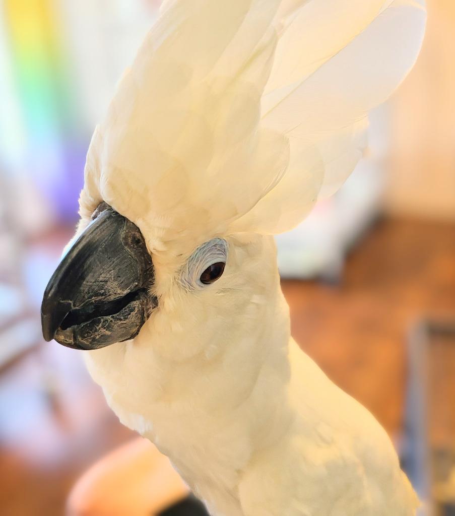 Enlarge Cynthia, a Adoptable Cockatoo in Ballwin, MO image 5/6
