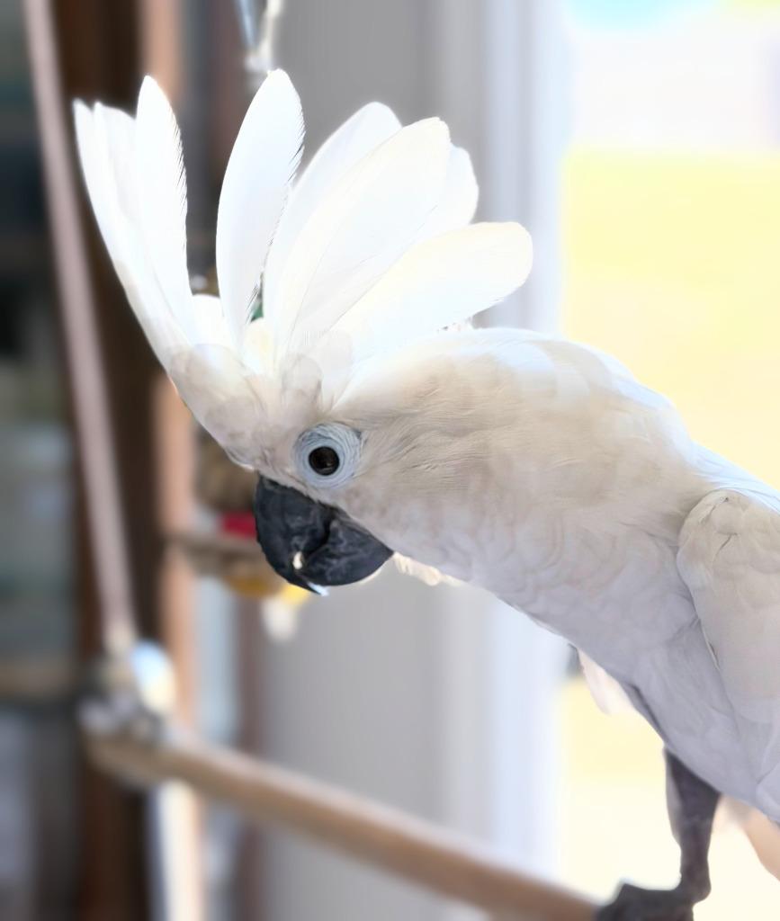 Enlarge Cynthia, a Adoptable Cockatoo in Ballwin, MO image 6/6