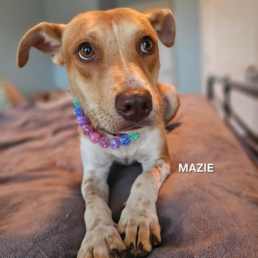 Mazie, Adoptable, Young Female Mixed Breed & Mixed Breed.