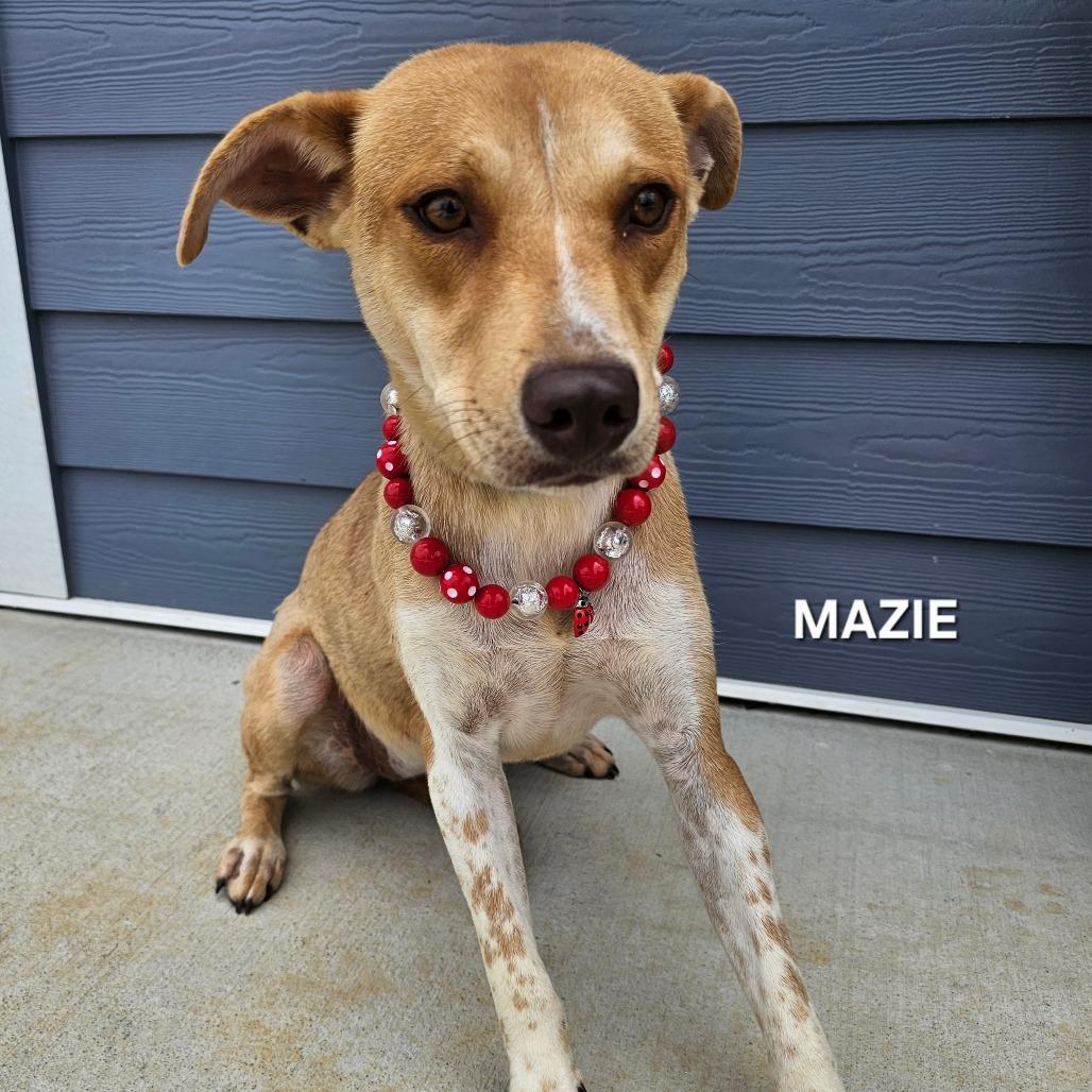 Enlarge Mazie, a Adoptable mixed breed in Madisonville, TN image 1/2