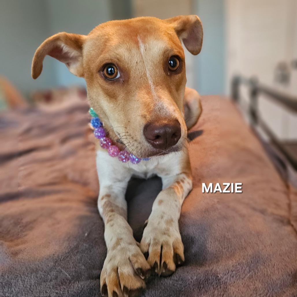Enlarge Mazie, a Adoptable mixed breed in Madisonville, TN image 3/6