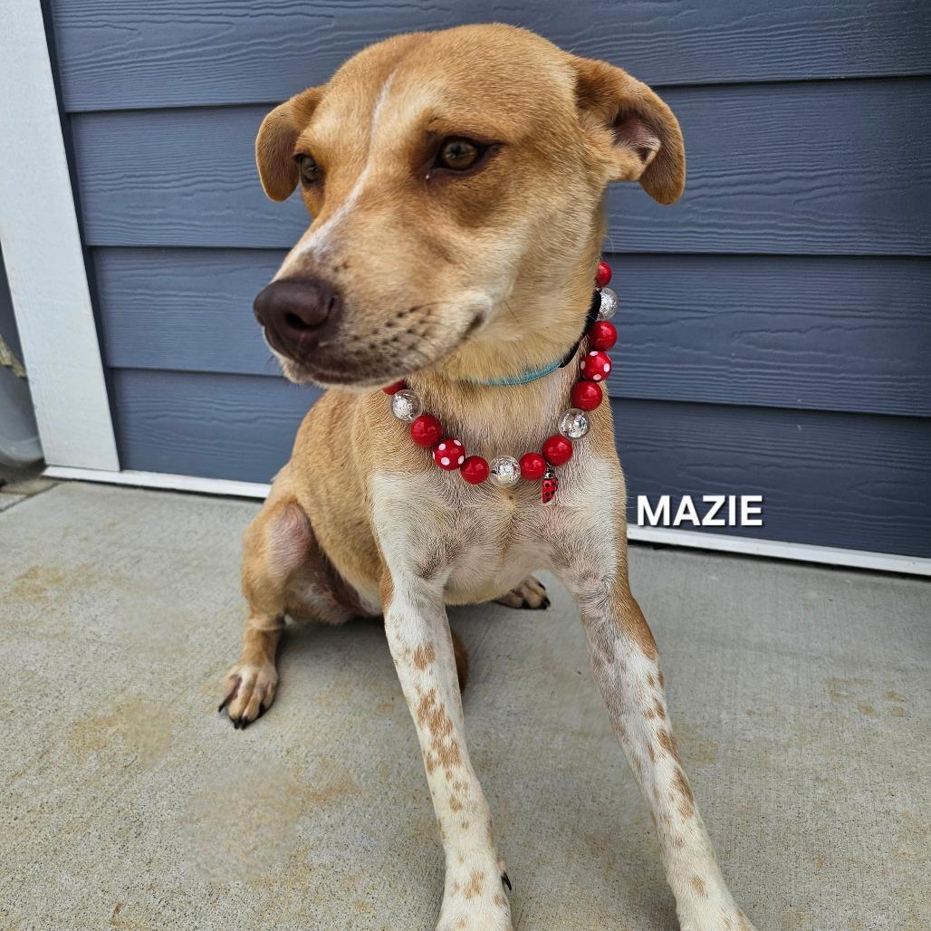 Enlarge Mazie, a Adoptable mixed breed in Madisonville, TN image 2/2