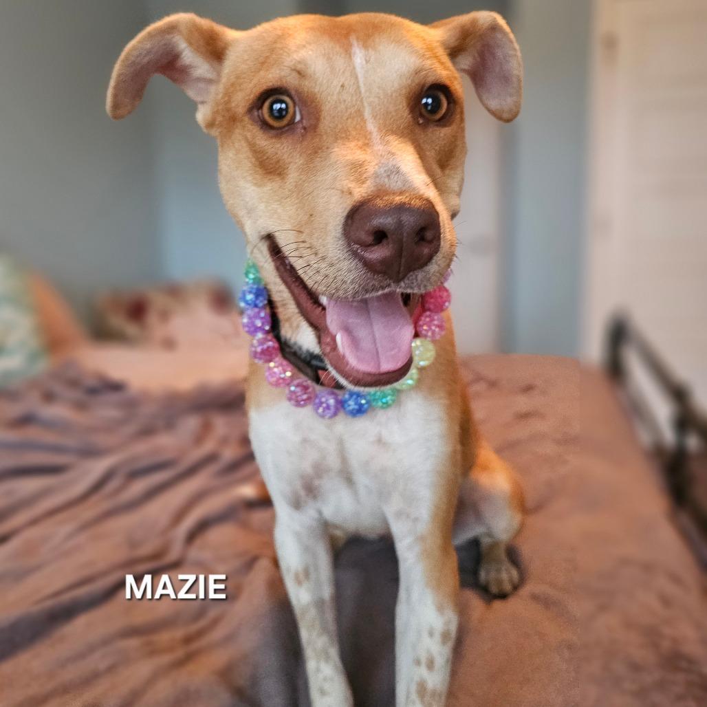 Enlarge Mazie, a Adoptable mixed breed in Madisonville, TN image 5/6