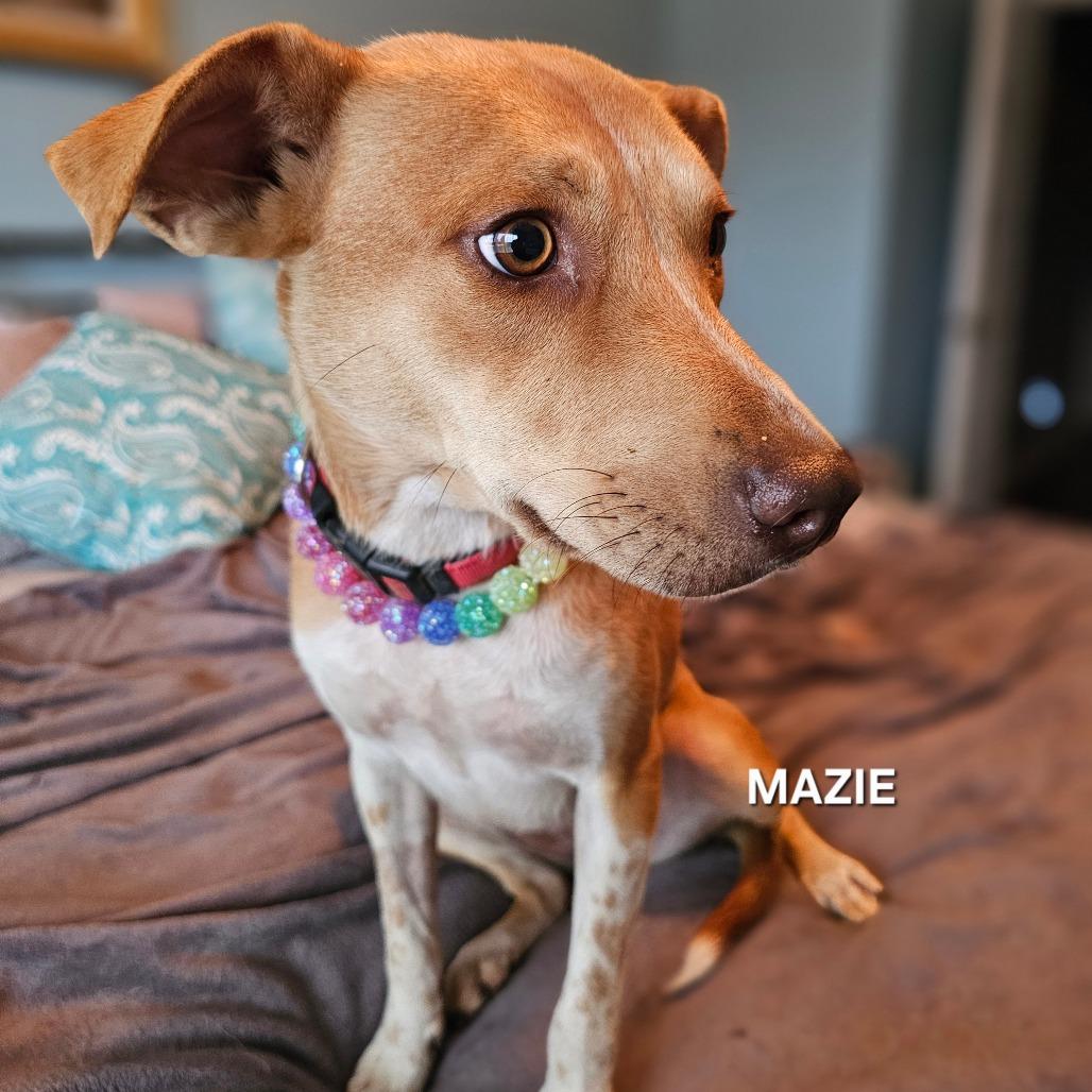 Enlarge Mazie, a Adoptable mixed breed in Madisonville, TN image 6/6