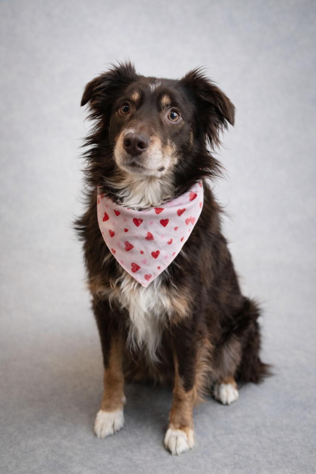 Buddie , adopted, Adult Male Australian Shepherd.