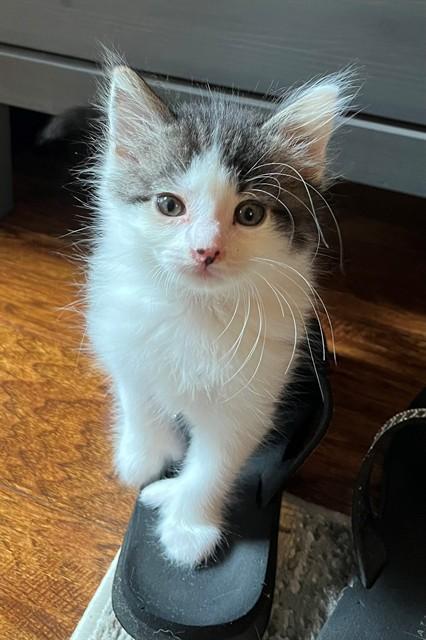 ELIZA, Adoptable, Kitten Female Domestic Short Hair.