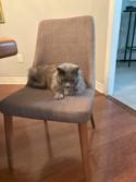 Enlarge Little Grey, an adoptable Domestic Long Hair in Hamilton, ON image 4/6