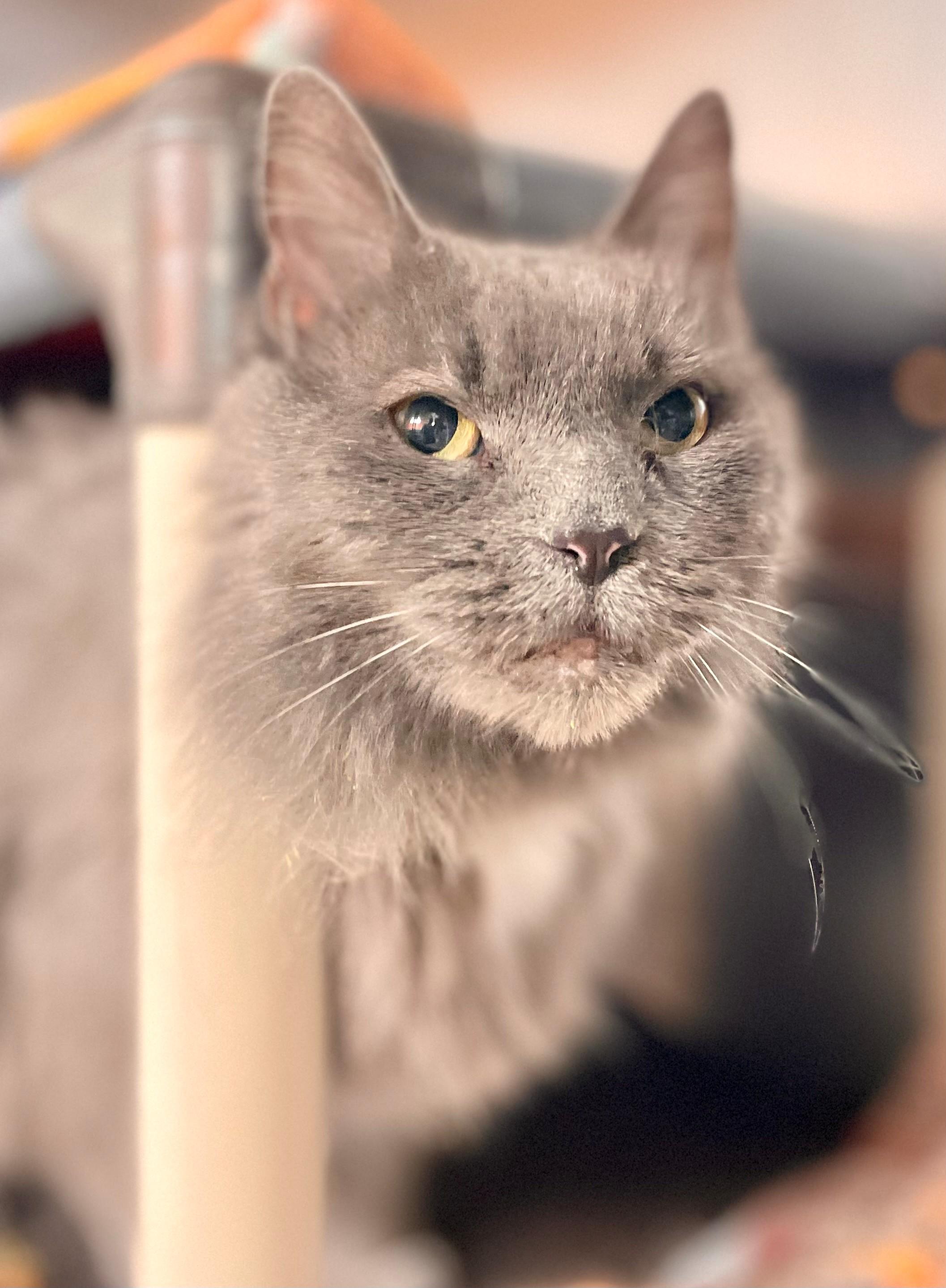 Enlarge Little Grey, an adoptable Domestic Long Hair in Hamilton, ON image 5/6