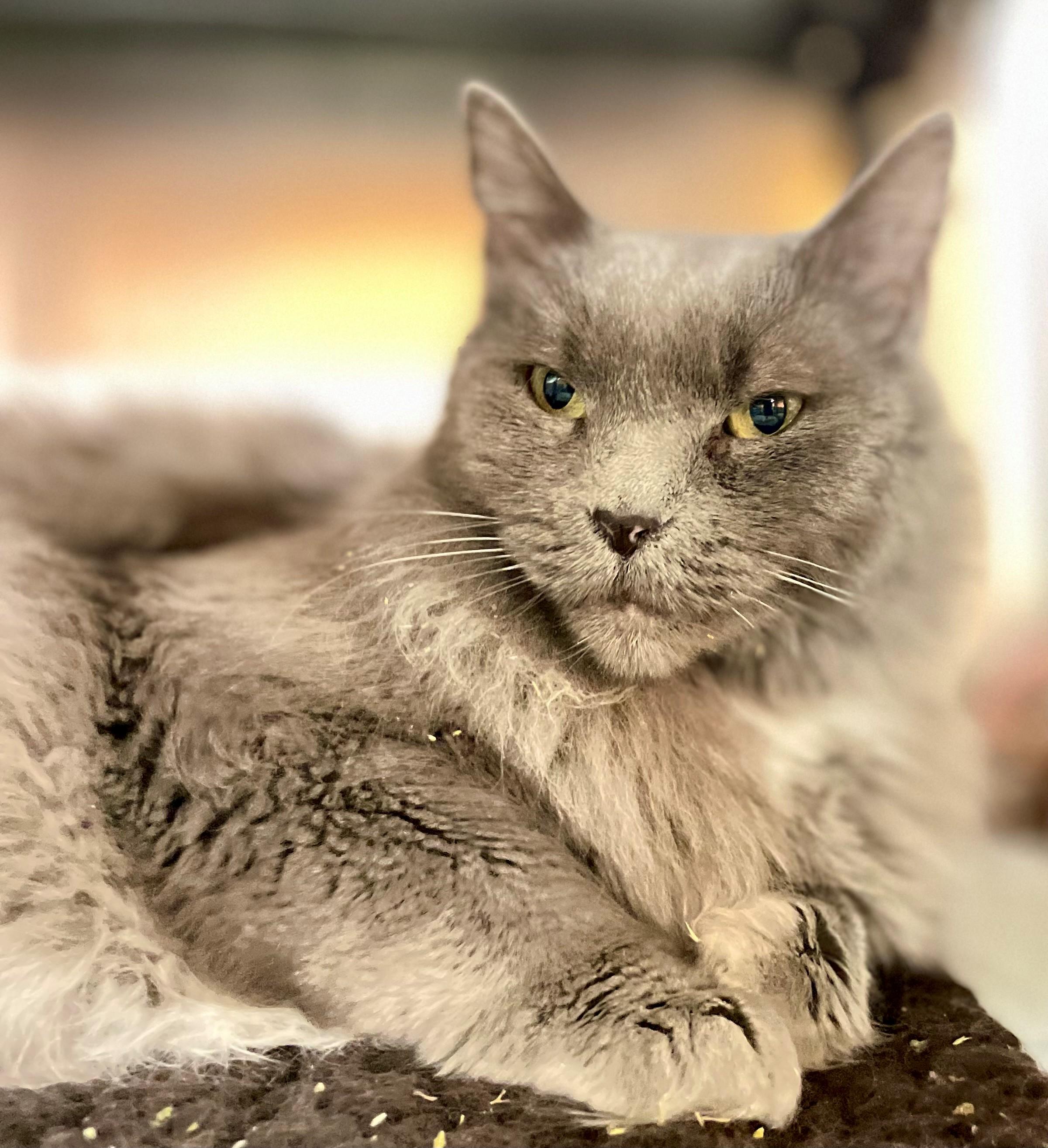 Enlarge Little Grey, an adoptable Domestic Long Hair in Hamilton, ON image 6/6