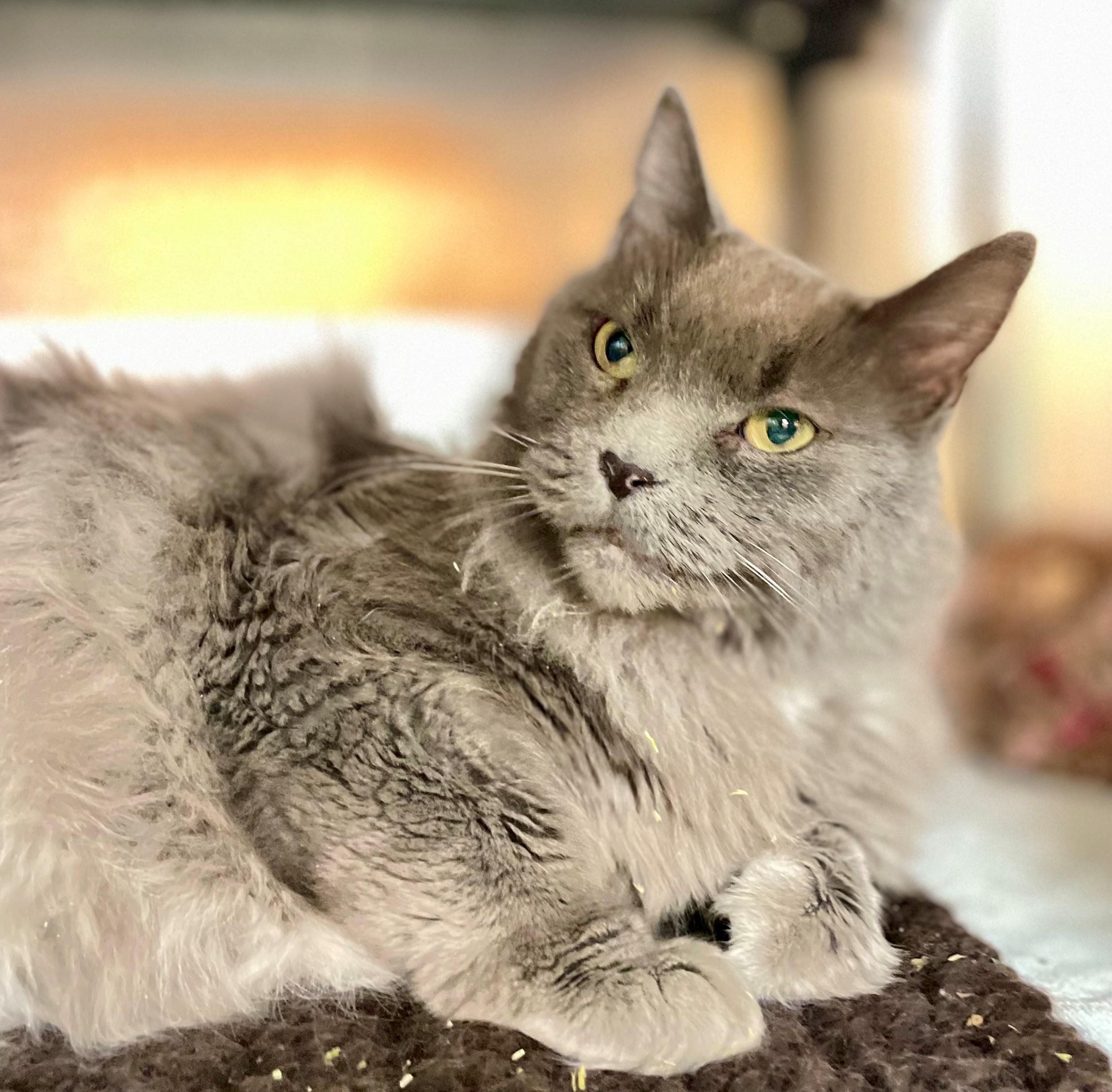 Enlarge Little Grey, an adoptable Domestic Long Hair in Hamilton, ON image 1/6