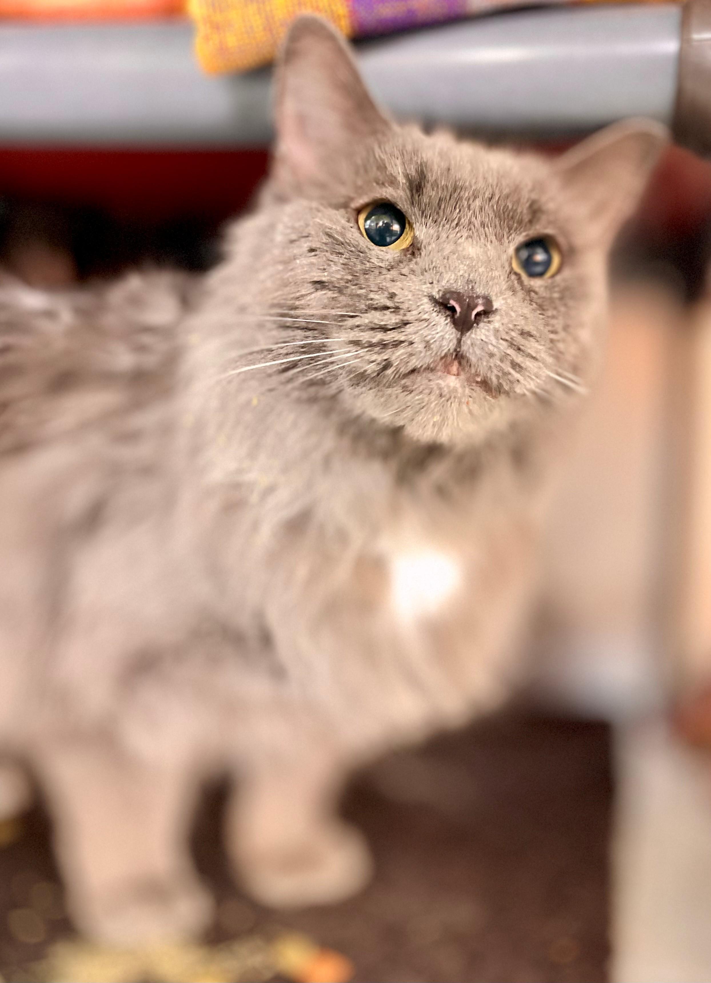 Enlarge Little Grey, an adoptable Domestic Long Hair in Hamilton, ON image 2/6