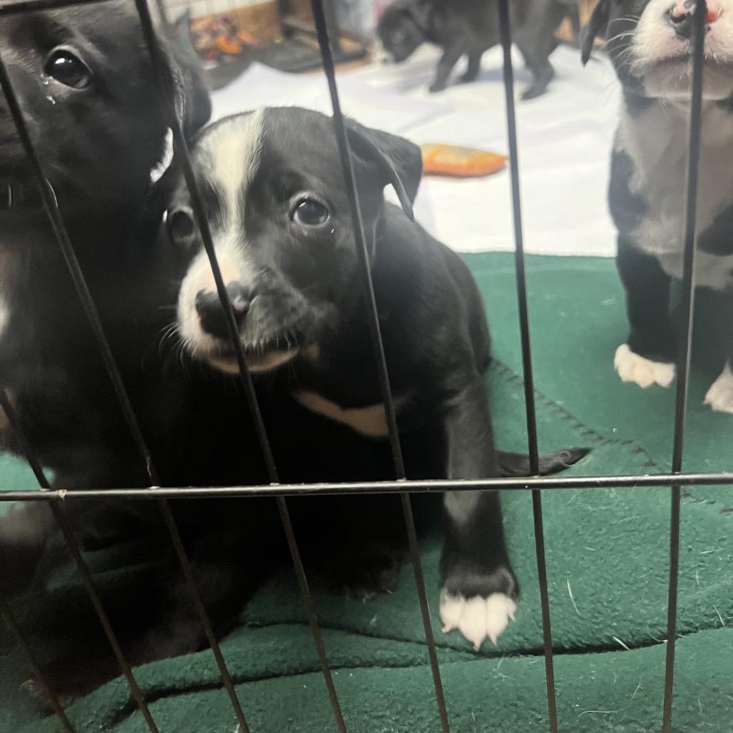 Elsa, Adoptable, Puppy Female German Shepherd Dog & Pit Bull Terrier.
