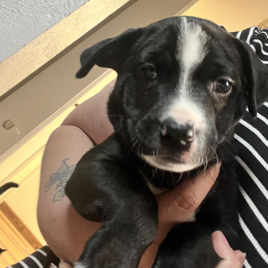 Enlarge Elsa, a Adoptable mixed breed in Chillicothe, IL image 2/4