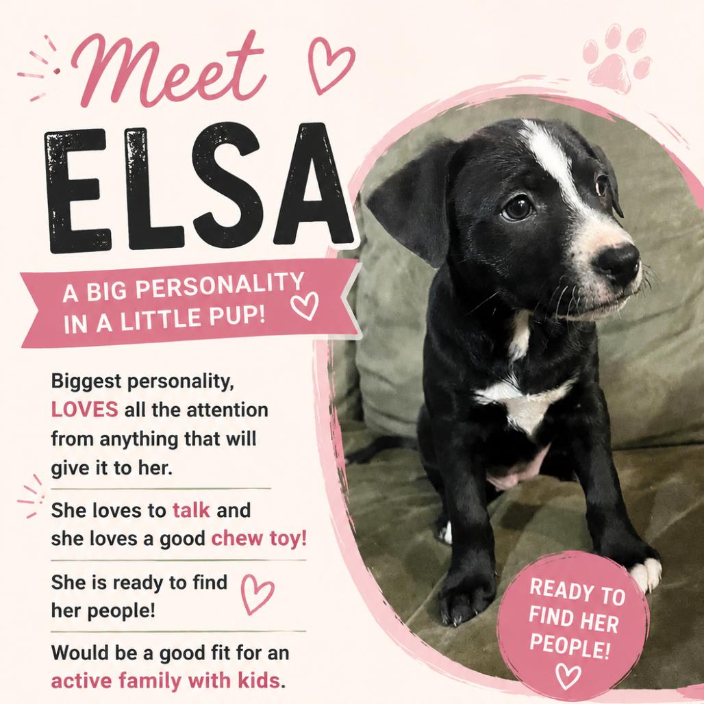 Enlarge Elsa, a Adoptable mixed breed in Chillicothe, IL image 3/4