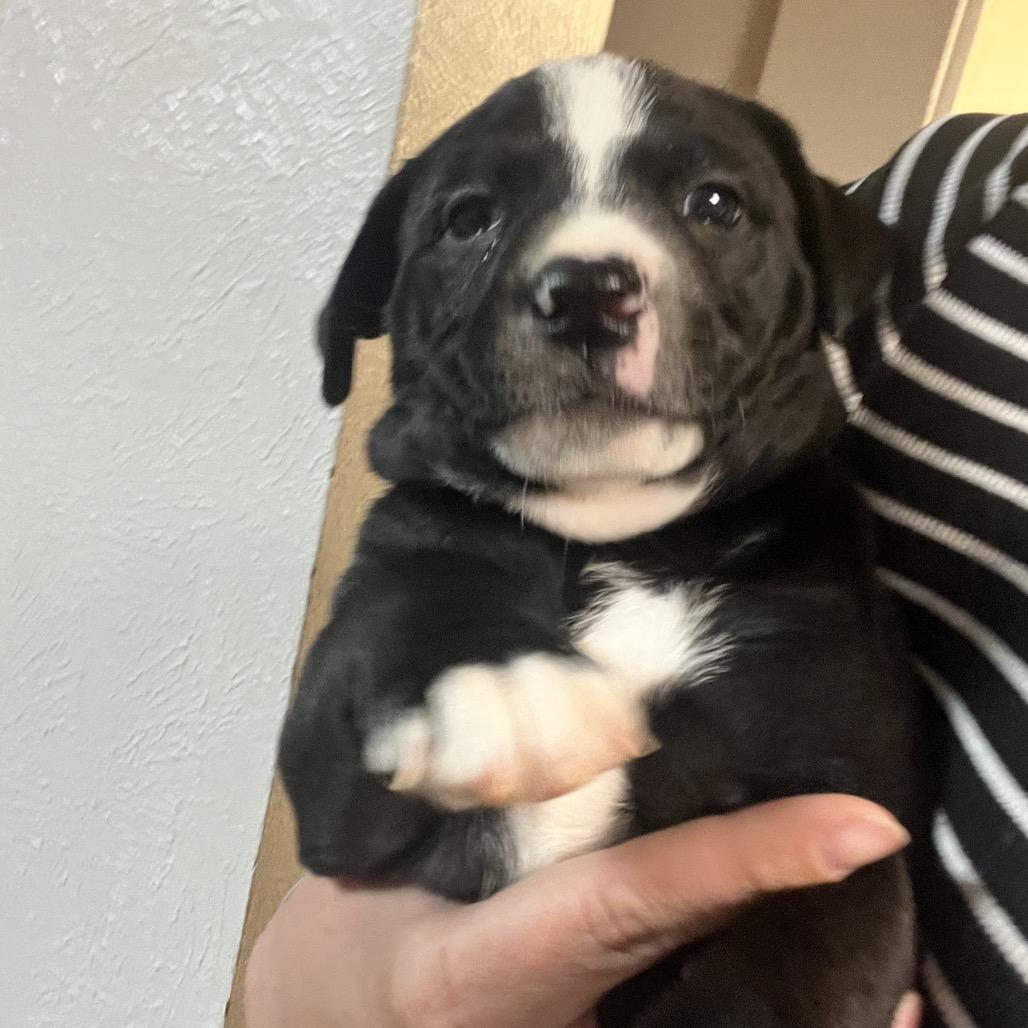Enlarge Elsa, a Adoptable mixed breed in Chillicothe, IL image 4/4