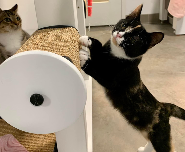 Enlarge Katniss, a Adopted Domestic Short Hair in Sultan, WA image 1/2