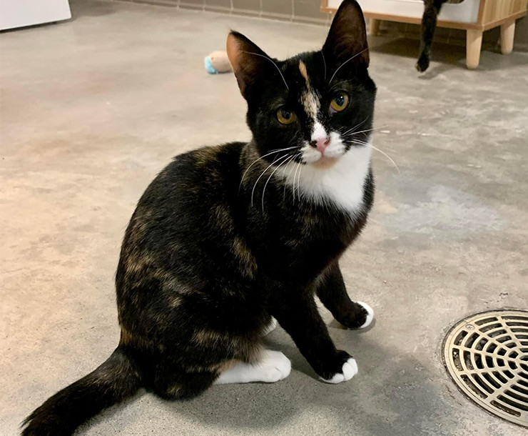 Enlarge Katniss, a Adopted Domestic Short Hair in Sultan, WA image 2/2