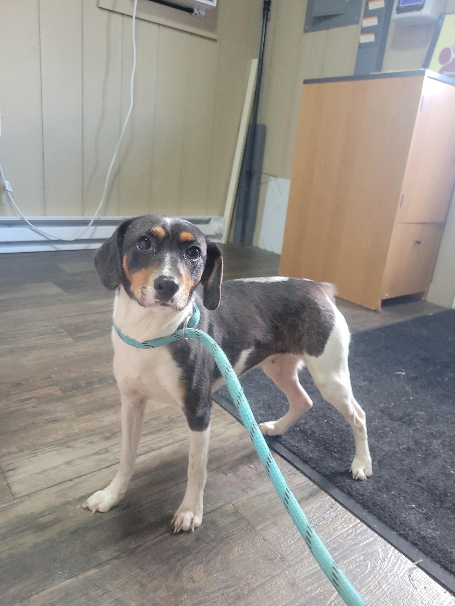 Janie 419-25, a ADOPTABLE mixed breed in Cambridge, OH image 1/2