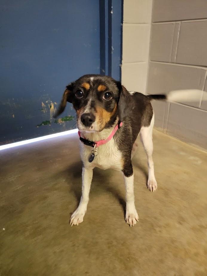 Janie 419-25, a ADOPTABLE mixed breed in Cambridge, OH image 2/2