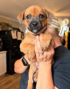 Sherman, ADOPTABLE, Puppy Male Jack Russell Terrier.