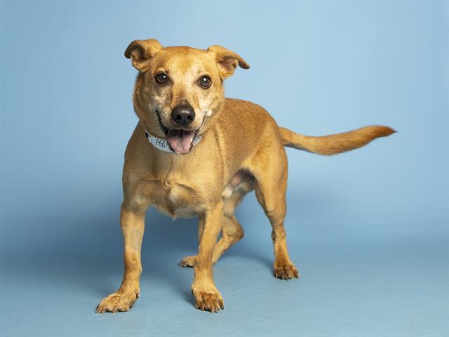 Enlarge PEANUT, a Adoptable mixed breed in Phoenix, AZ image 1/1