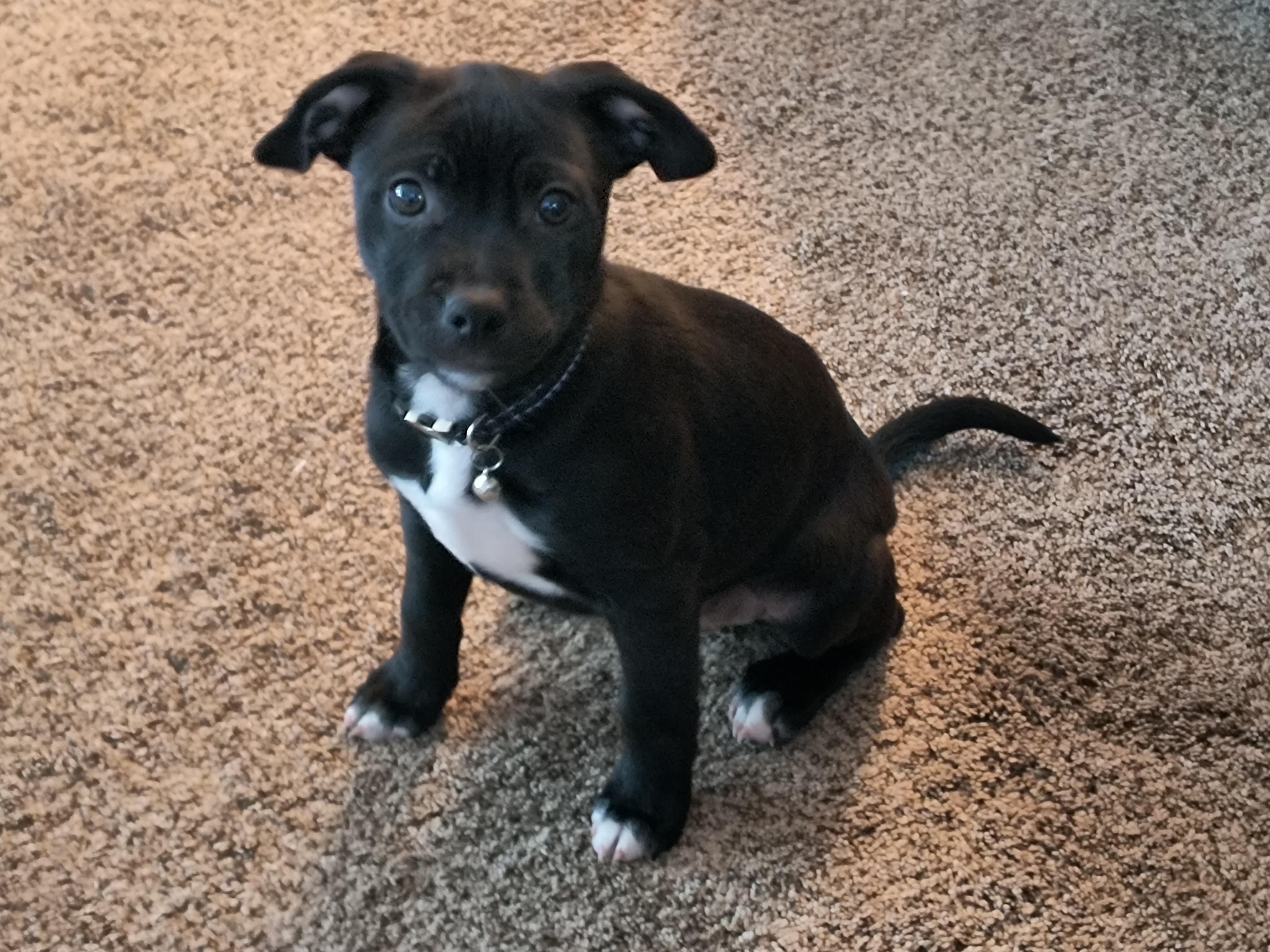Cody, adoptable, Puppy Male Chihuahua & Beagle.