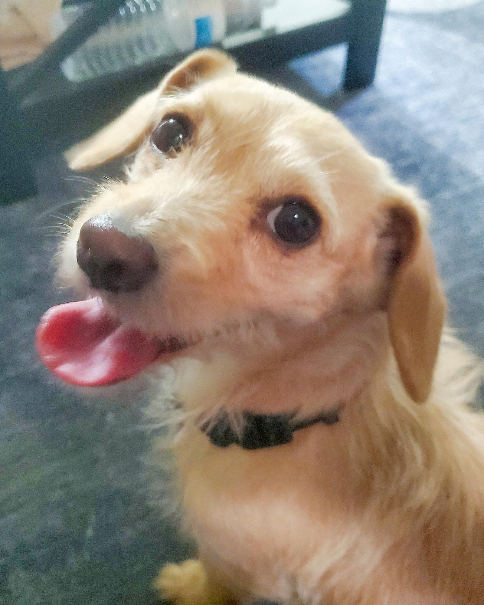 Sandy, Adoptable, Young Female Border Terrier & Chihuahua.
