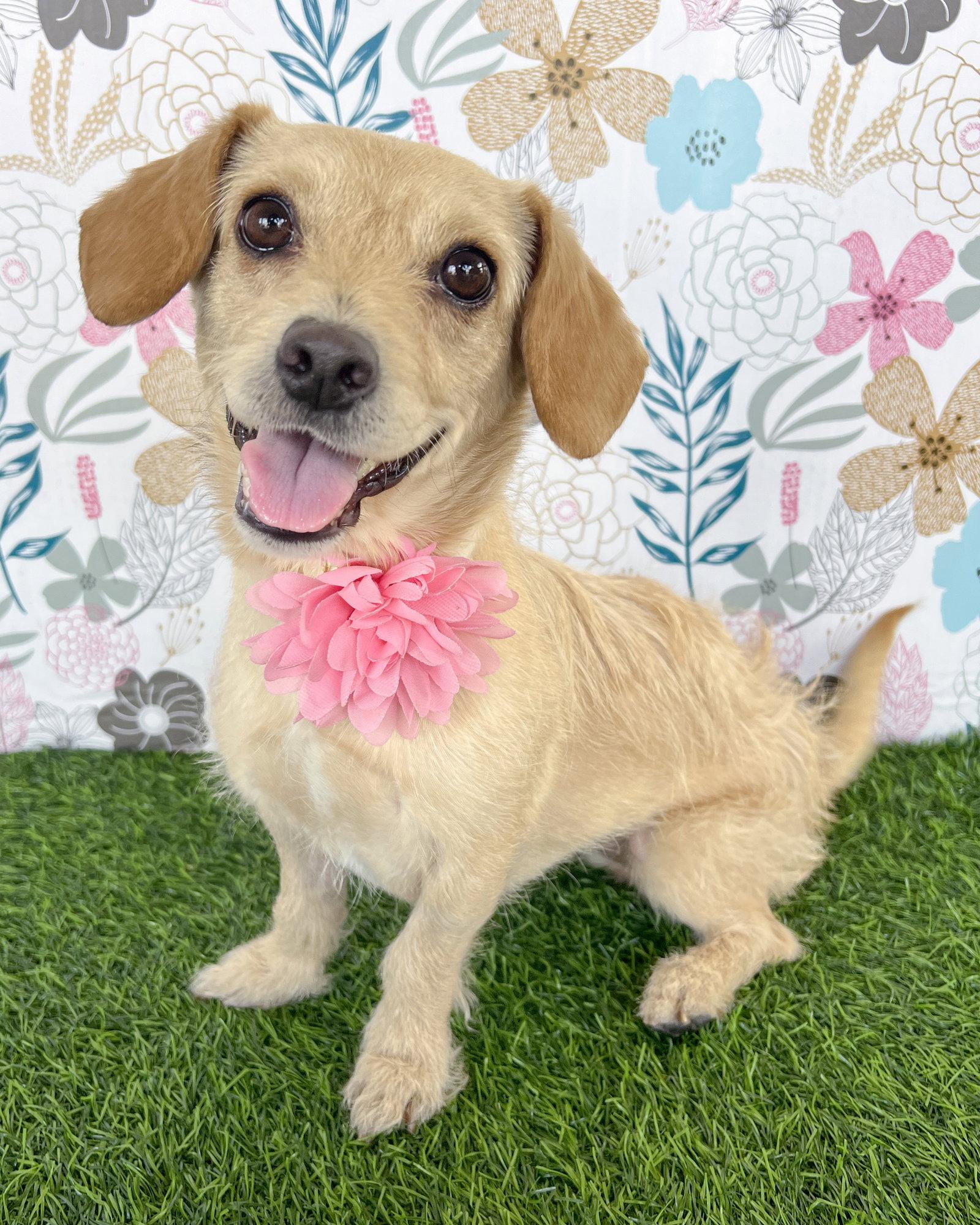Sandy, a Adoptable mixed breed in Corona, CA image 2/3