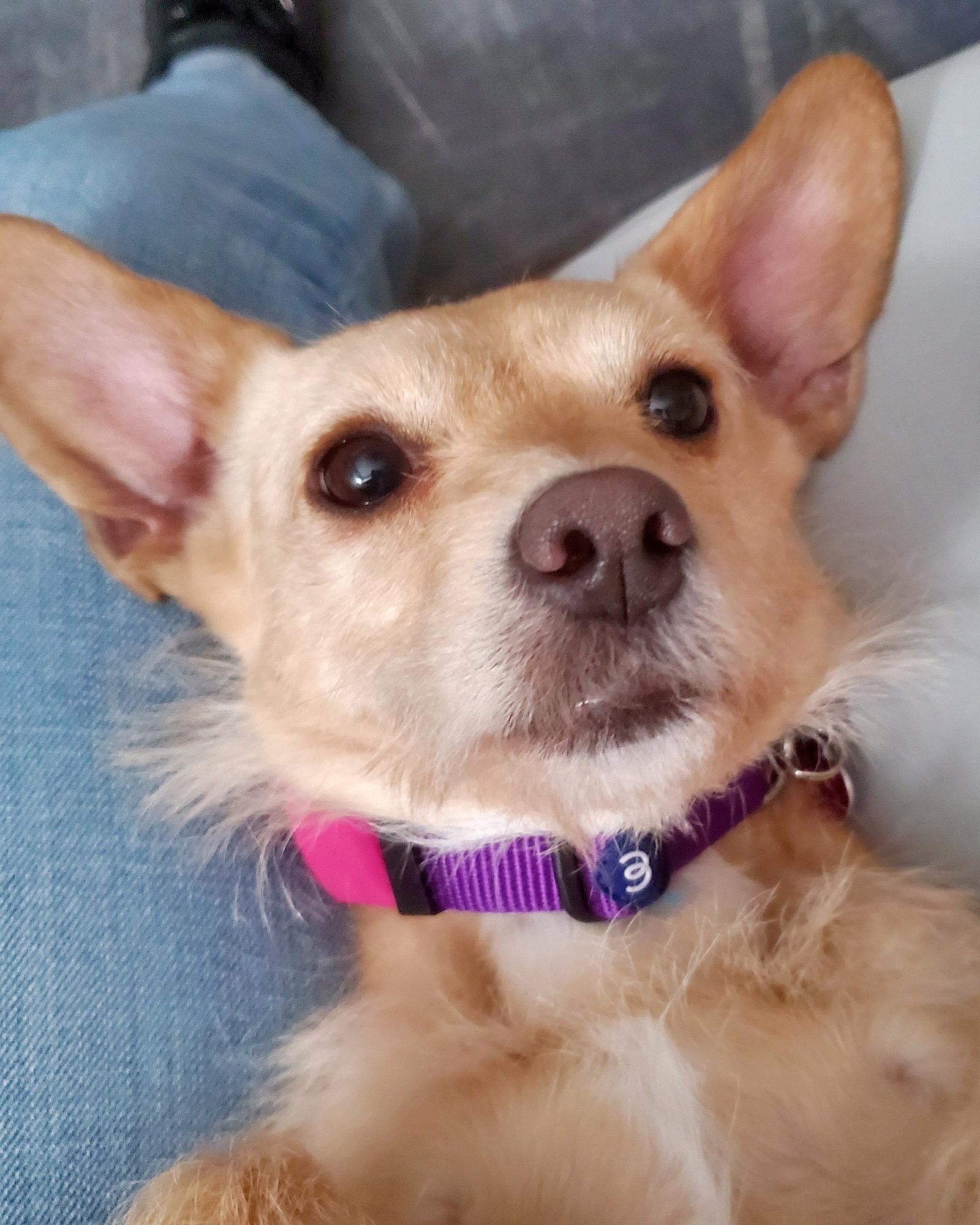 Sandy, a Adoptable mixed breed in Corona, CA image 3/3