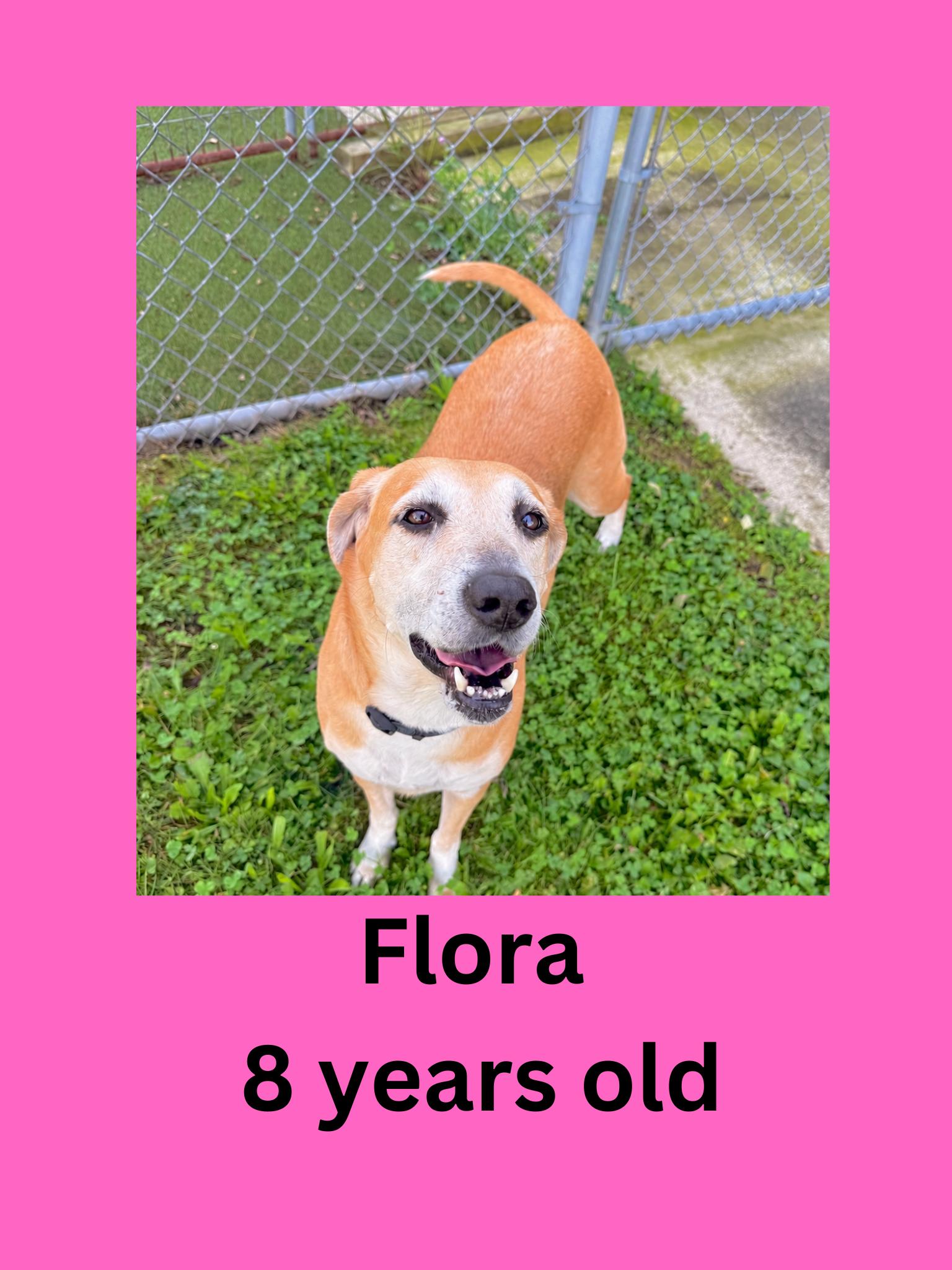 Flora, Adoptable, Senior Female Hound.