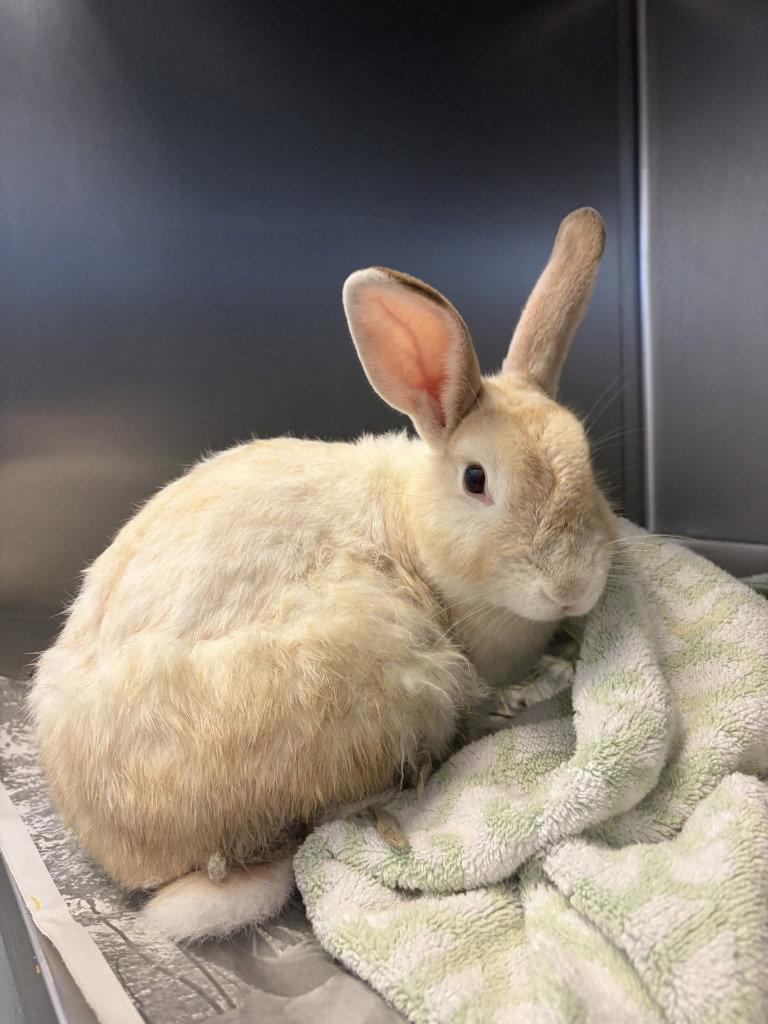 CA 118 Wolfgang, Adoptable, Young Male American.
