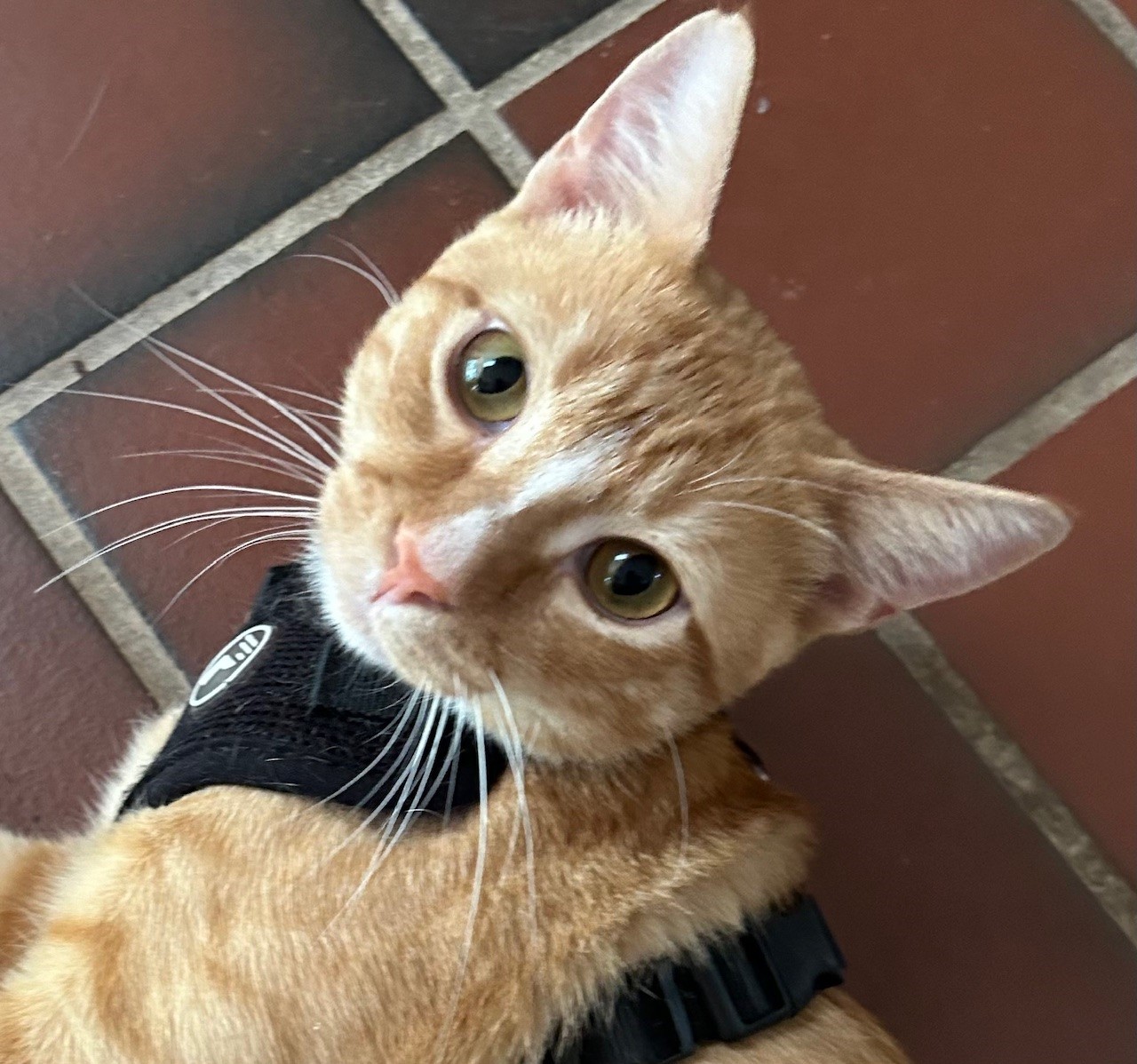 Enlarge Sunny, a Adopted Domestic Short Hair in Fort Worth, TX image 1/2