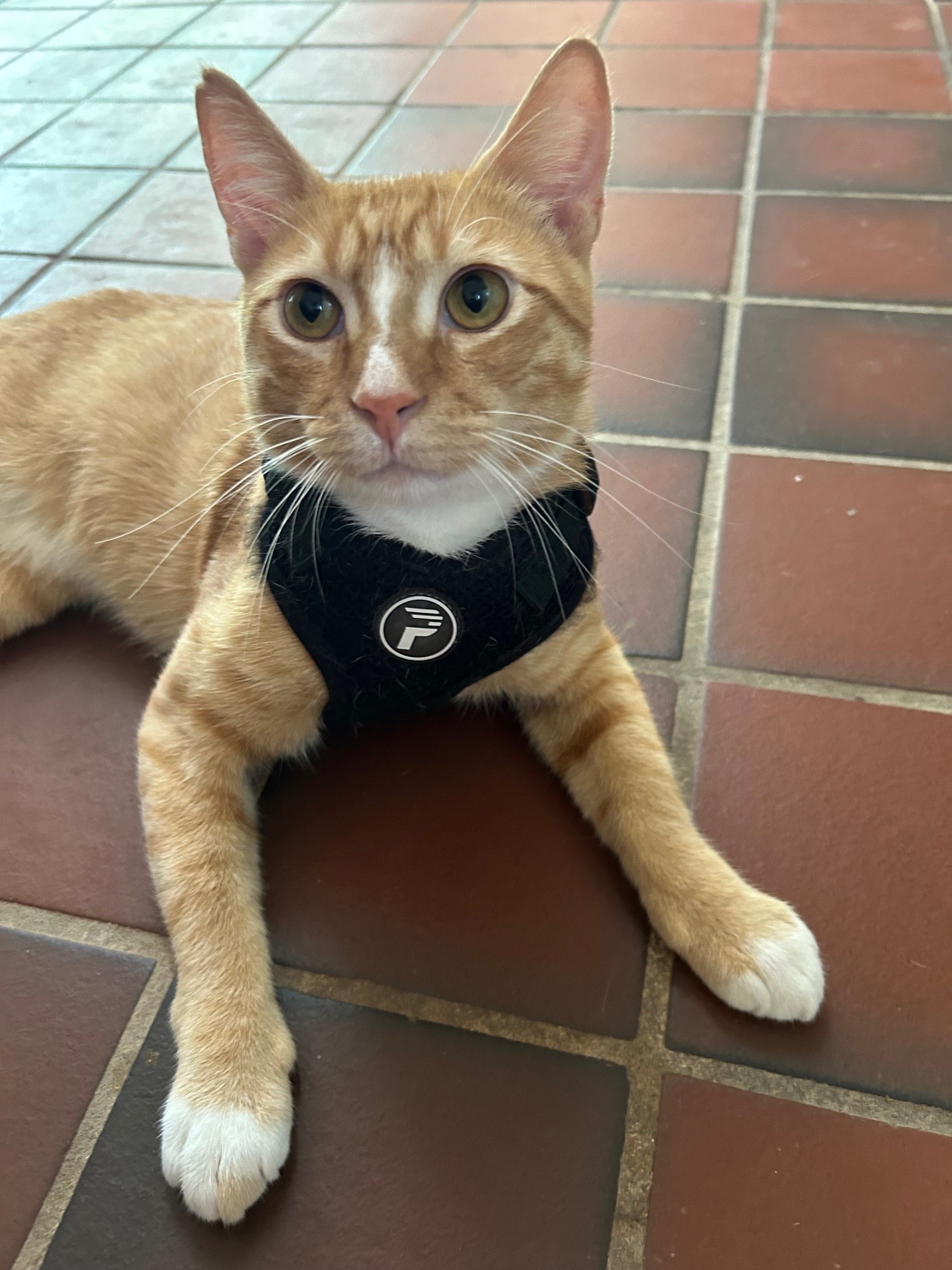 Enlarge Sunny, a Adopted Domestic Short Hair in Fort Worth, TX image 2/2