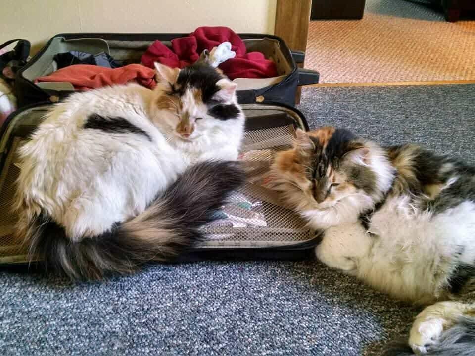 Lucy and Pandora - Courtesy Post