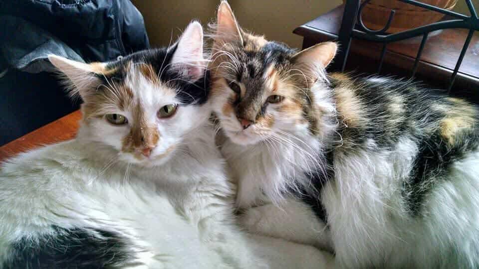 Lucy and Pandora - Courtesy Post