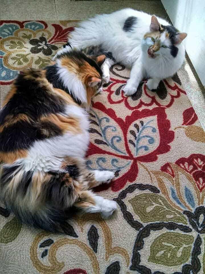 Lucy and Pandora - Courtesy Post