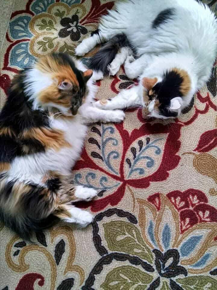 Lucy and Pandora - Courtesy Post