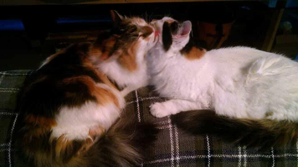 Lucy and Pandora - Courtesy Post