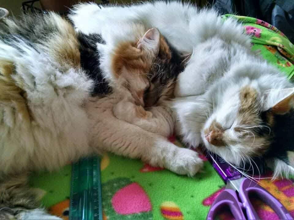 Lucy and Pandora - Courtesy Post