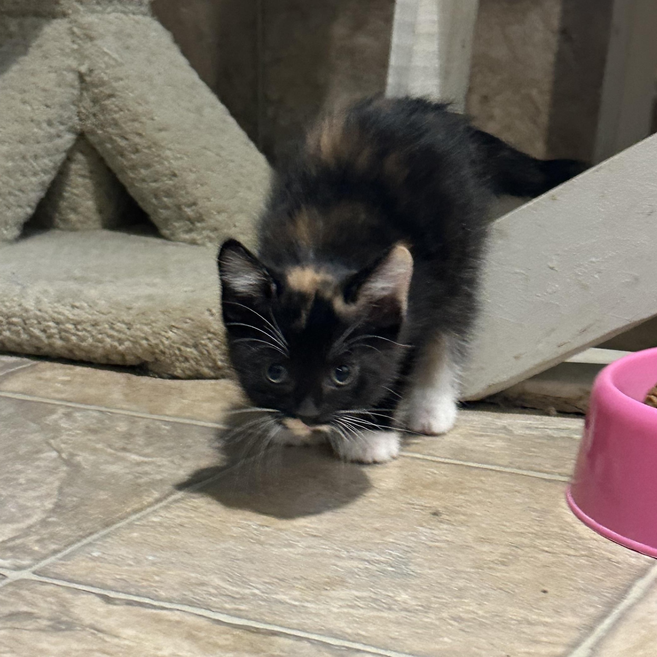 Enlarge Merlot, a Adoptable Domestic Short Hair in Hay River, NT image 2/3