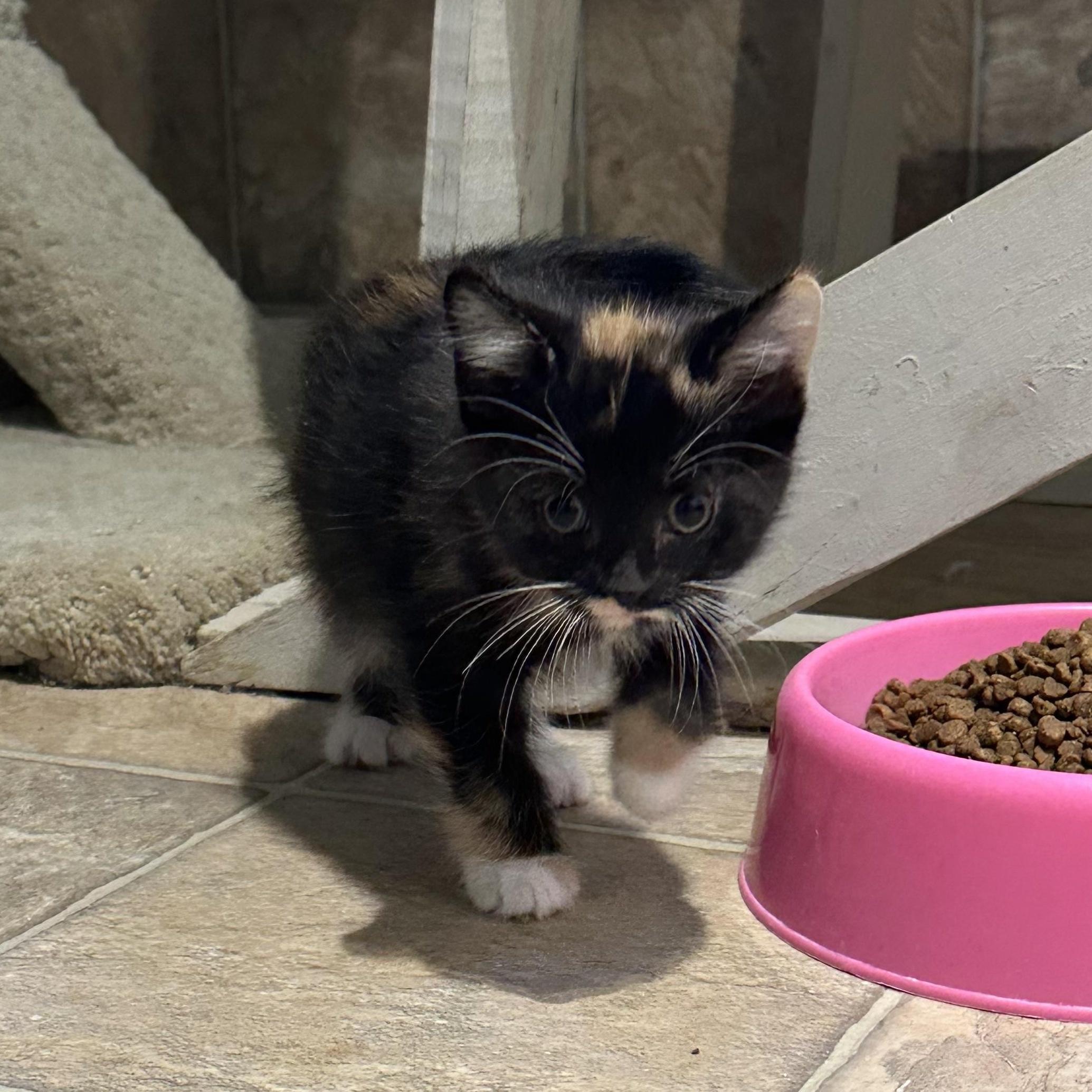 Enlarge Merlot, a Adoptable Domestic Short Hair in Hay River, NT image 1/3