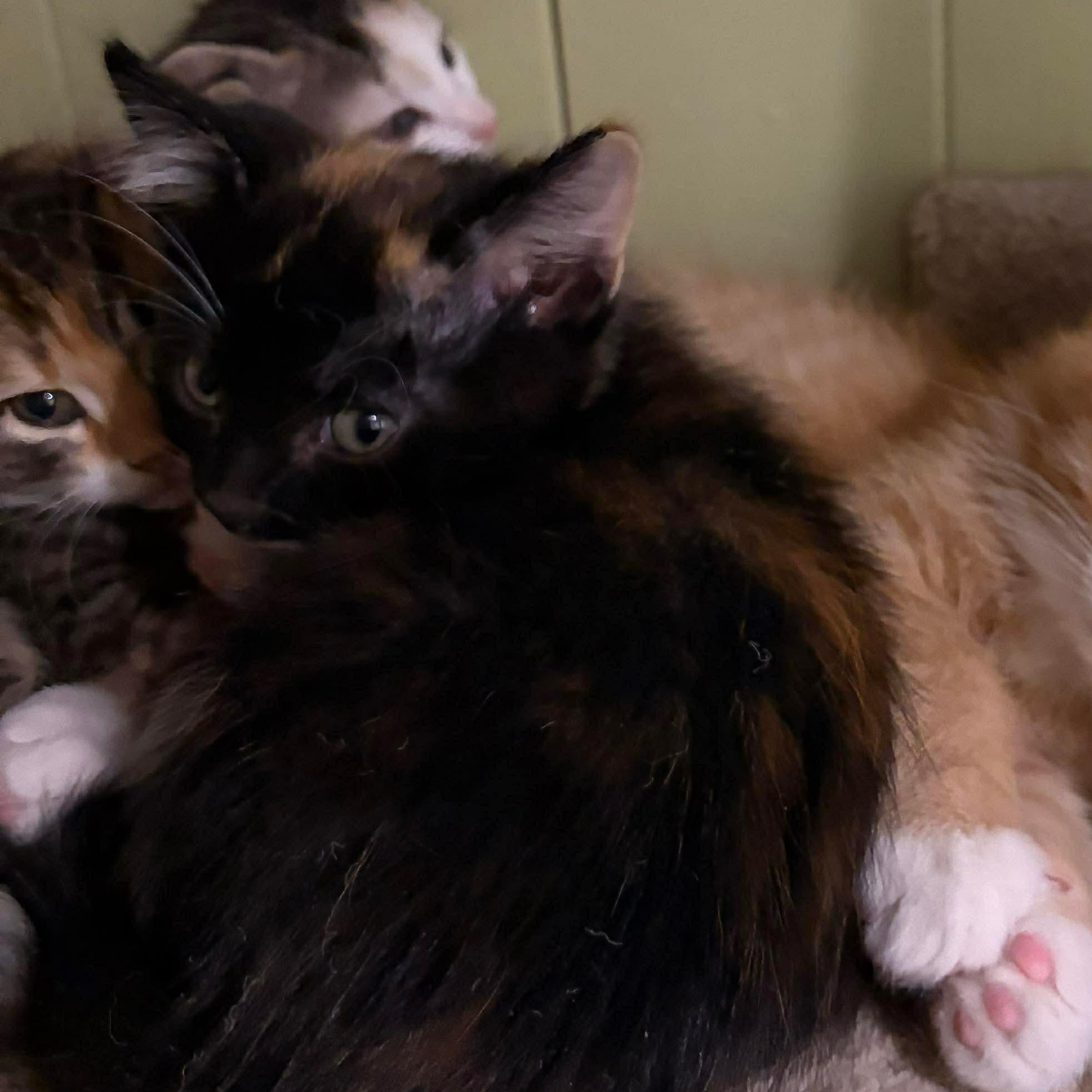 Enlarge Merlot, a Adoptable Domestic Short Hair in Hay River, NT image 3/3