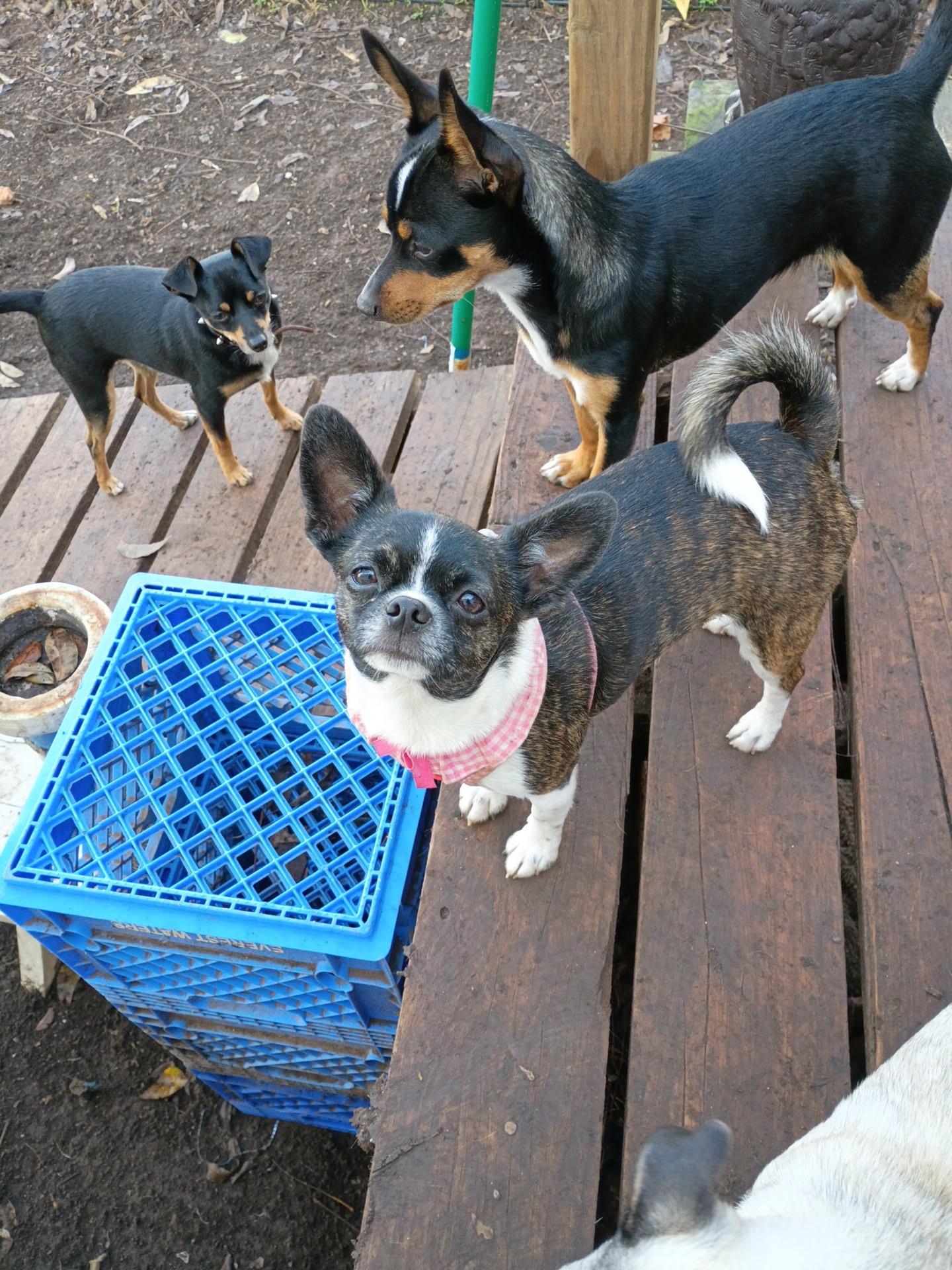 Maddie *bonded pair* with Rusty, ADOPTABLE, Young Female Corgi & Boston Terrier.
