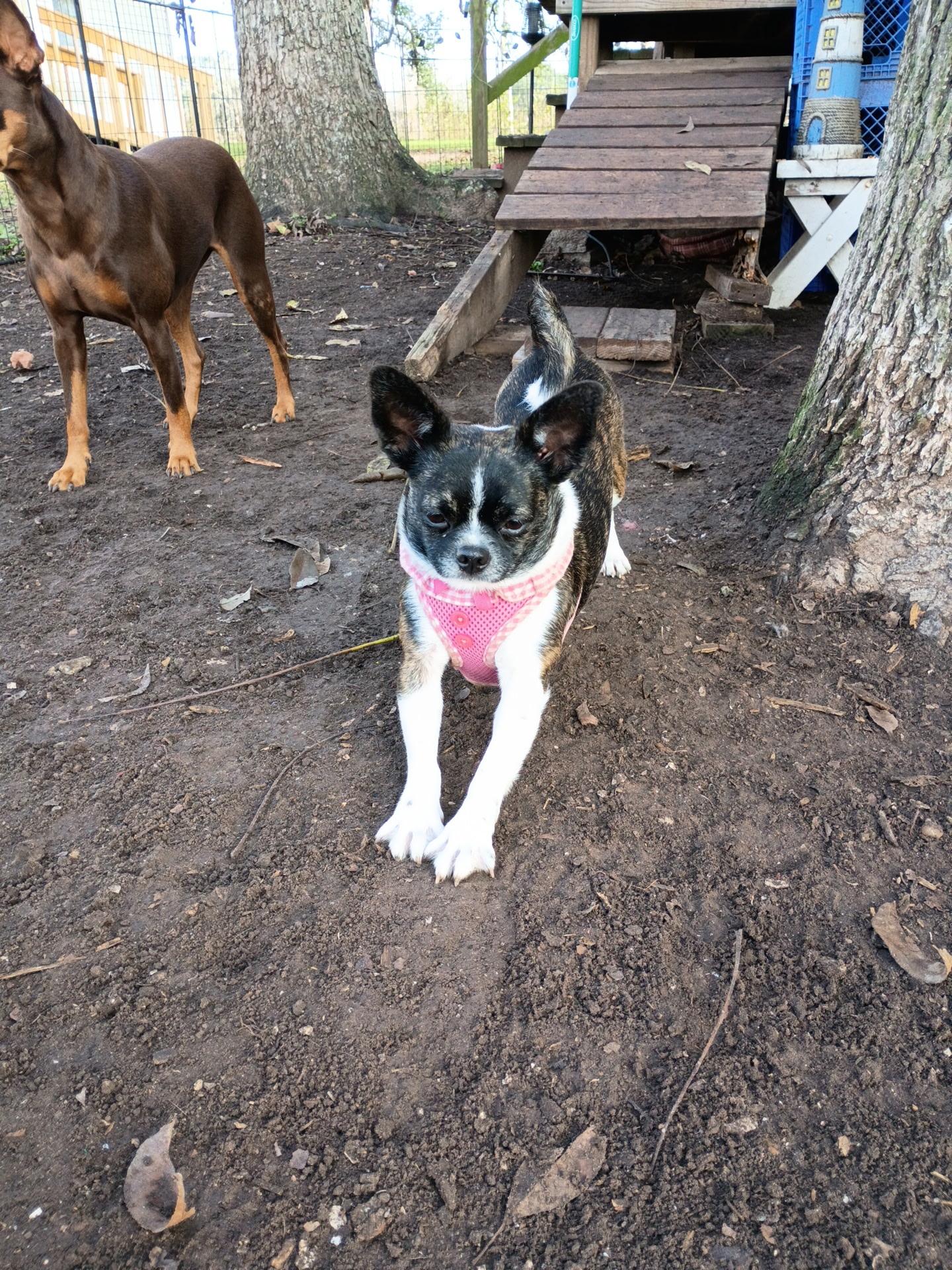 Enlarge Maddie *bonded pair* with Rusty, a ADOPTABLE mixed breed in Littleton, CO image 2/3