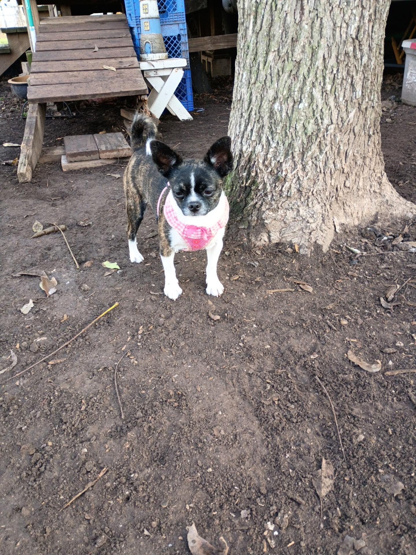 Enlarge Maddie *bonded pair* with Rusty, a ADOPTABLE mixed breed in Littleton, CO image 3/3