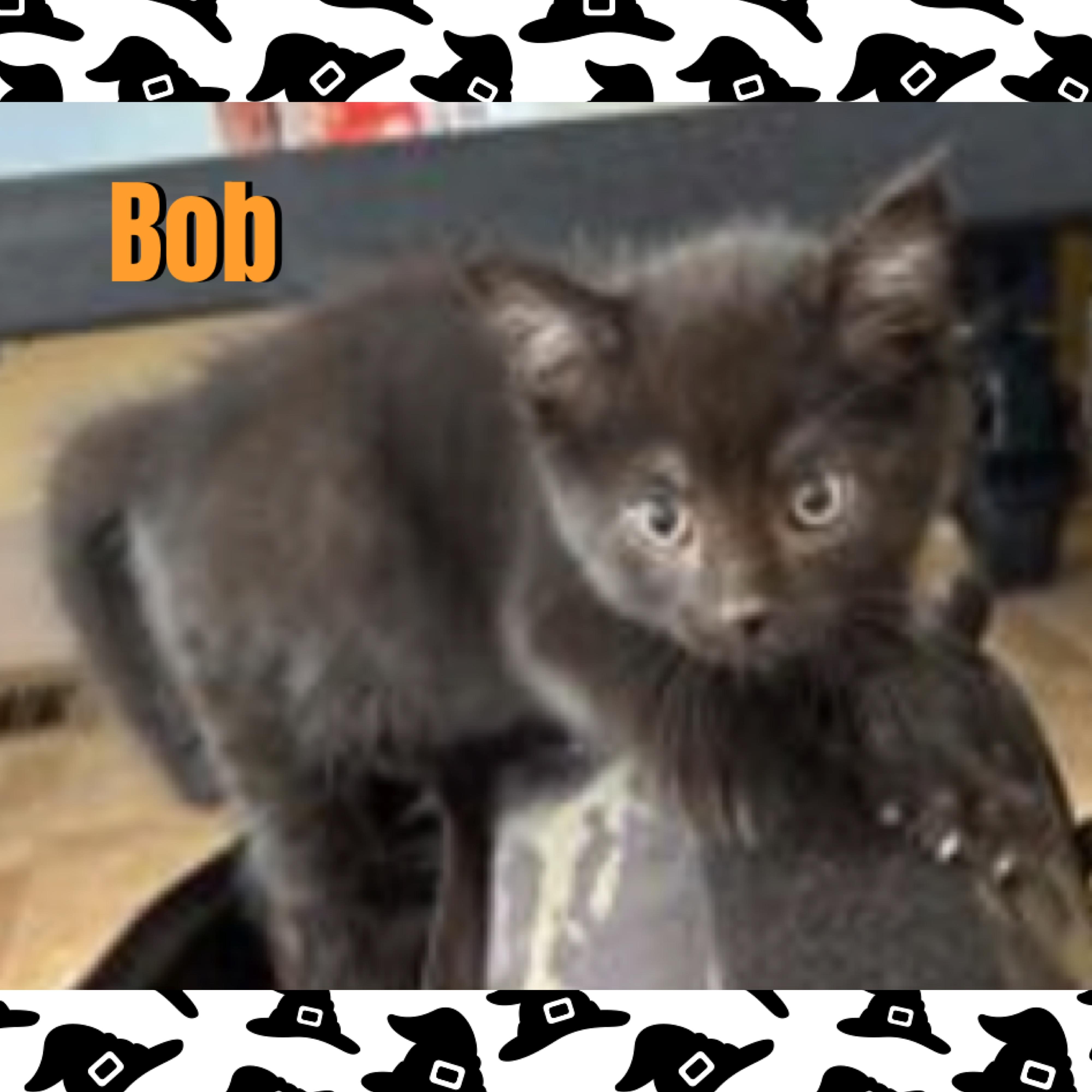 Bob, Adoptable, Kitten Male Domestic Medium Hair.
