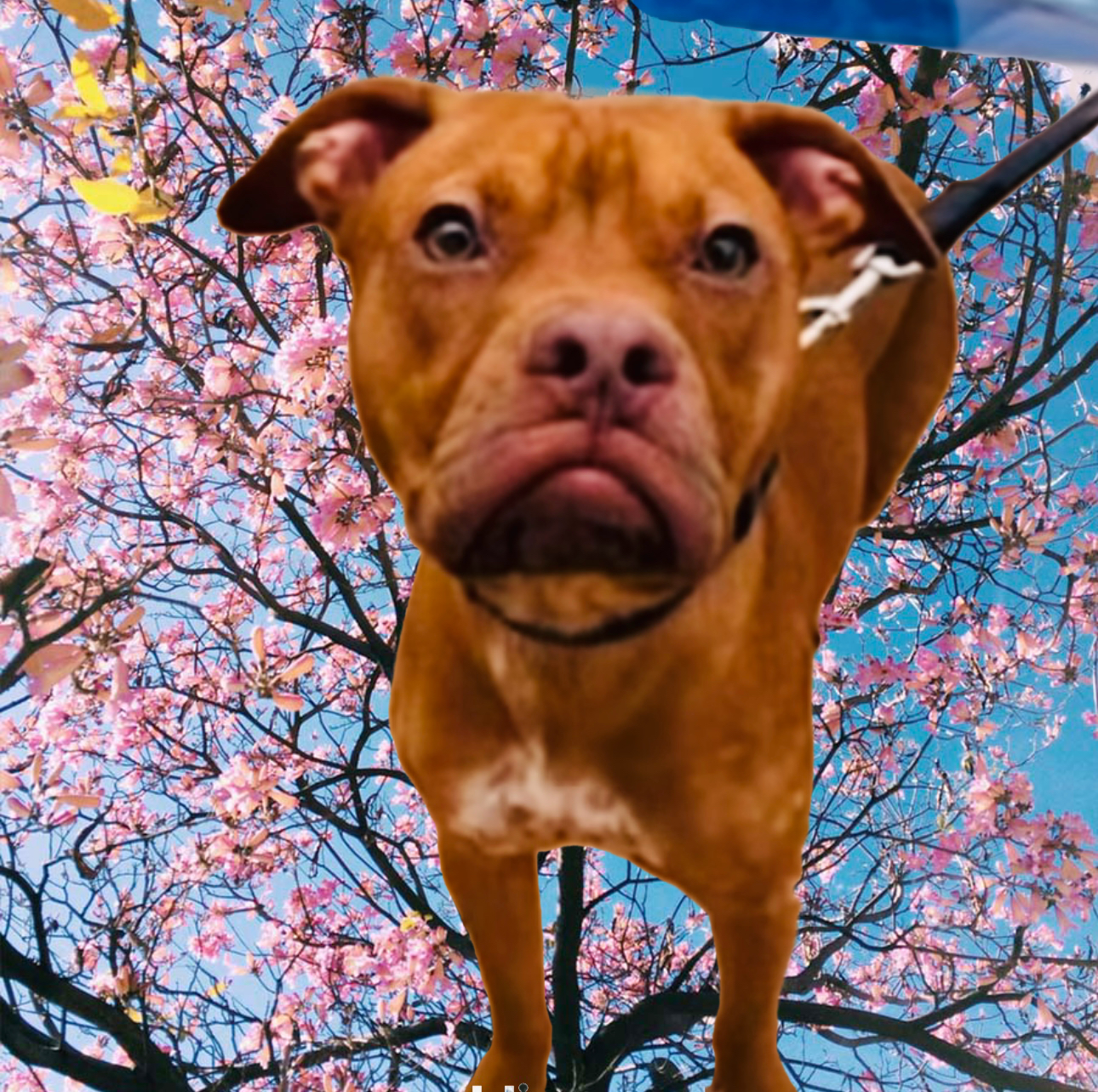 Diesel, Young Male Pit Bull Terrier