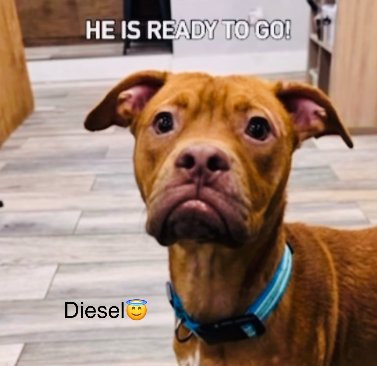 Diesel photo 3