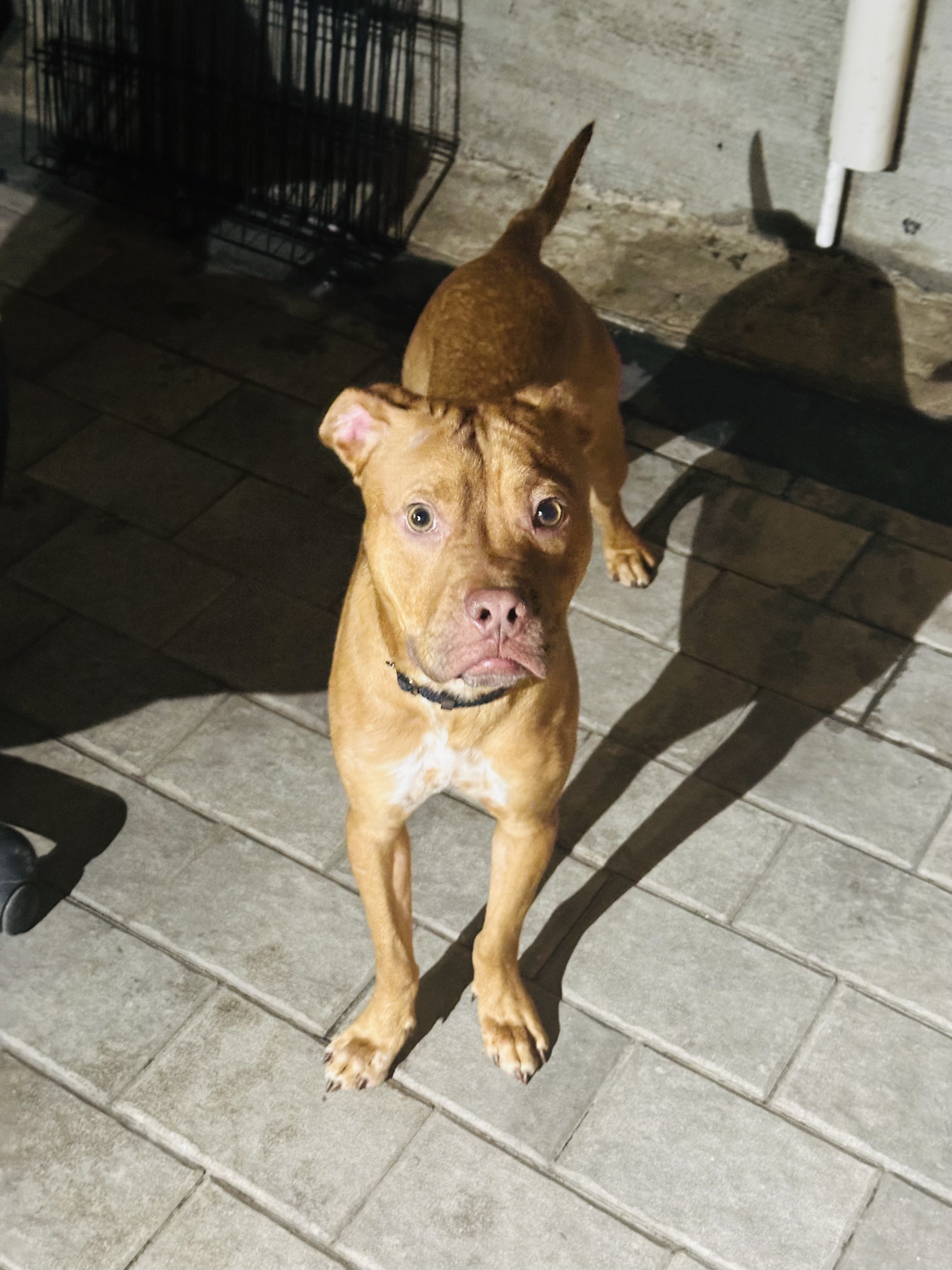 Diesel photo 4