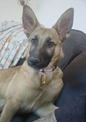 Mesa, ADOPTABLE, Young Female German Shepherd Dog.